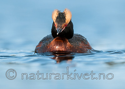 BB 10 0369 / Podiceps auritus / Horndykker